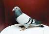 The speed of racing pigeons