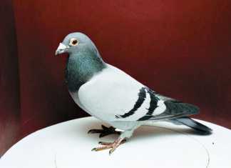 The speed of racing pigeons