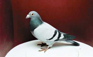 The speed of racing pigeons