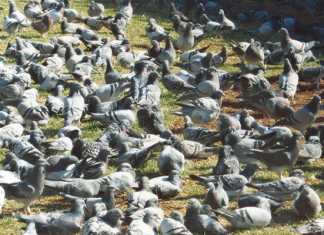 Keeping your pigeons healthy