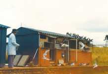 Managing late-bred racing pigeons Managing late-bred racing pigeons