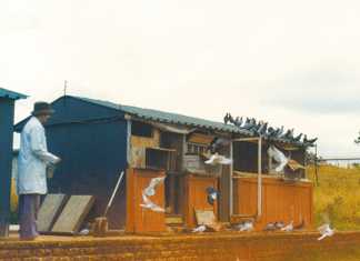 Managing late-bred racing pigeons