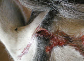 When to call the horse vet
