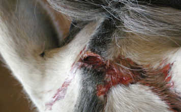 When to call the horse vet