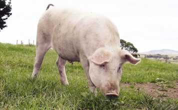 Farming with pigs on a small scale
