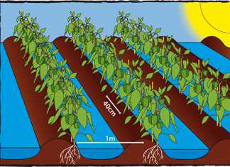 Green peppers how to grow them
