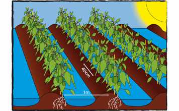 Green peppers how to grow them