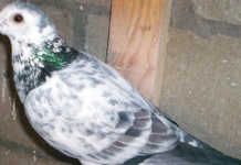 Fitness tips for racing pigeons