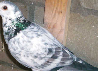 Fitness tips for racing pigeons