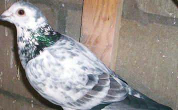 Fitness tips for racing pigeons