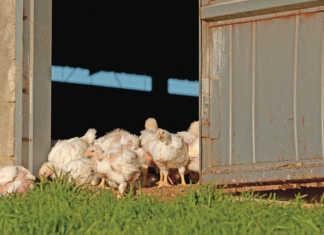 Elgin-free-range-Chicken