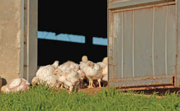 Elgin-free-range-Chicken