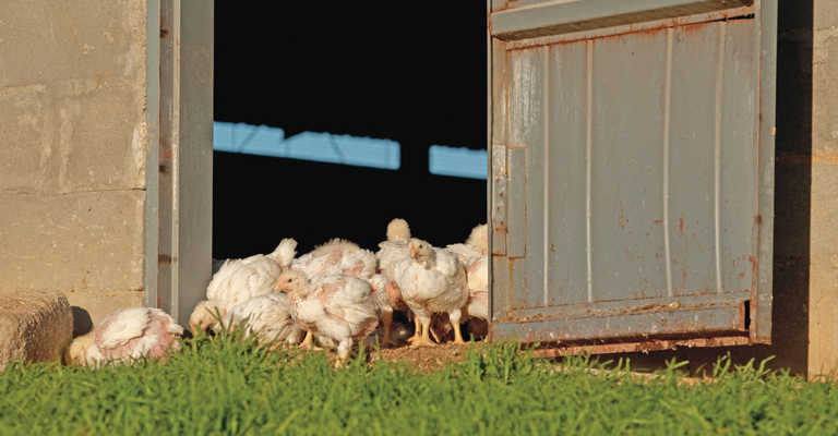 The unexpected demand for free-range chicken in SA The unexpected demand for free-range chicken in SA