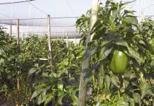 Tunnel farming with cucumbers methods for success Tunnel farming with cucumbers methods for success