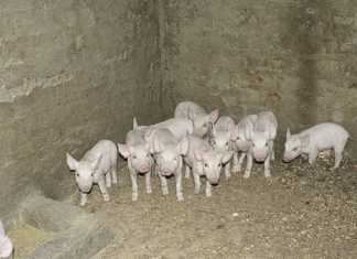 Success with pigs
