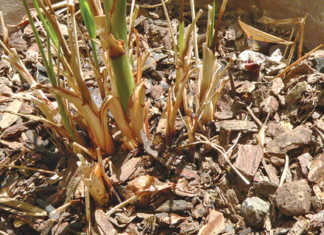 How to mulch