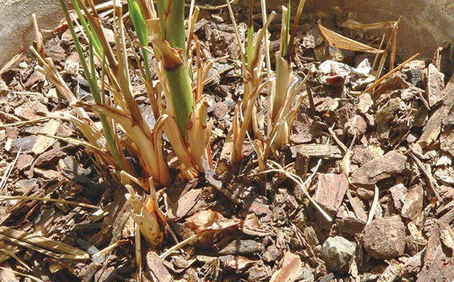 How to mulch How to mulch