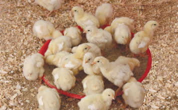 Chicken care: preventing diseases