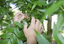 Pecan nut profits Pecans & profits