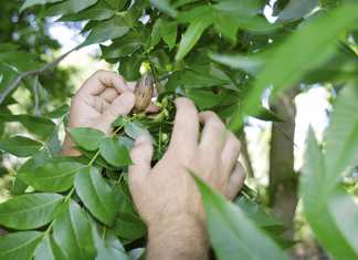Pecans & profits