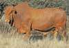 Afrikaner-cattle-breed
