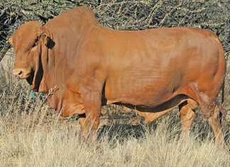 Afrikaner-cattle-breed