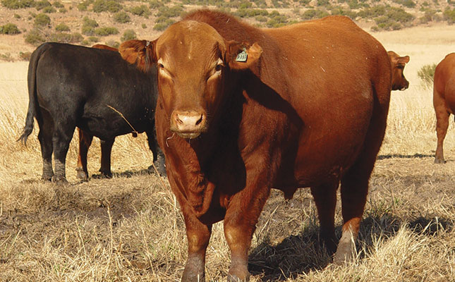Know your cattle: Angus Know your cattle: Angus