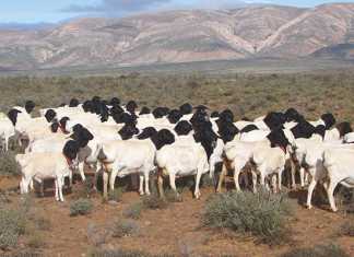 Persian sheep: Putting fat back onto Dorpers
