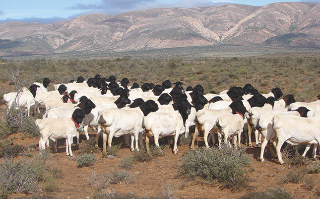 Persian sheep: Putting fat back onto Dorpers Persian sheep: Putting fat back onto Dorpers