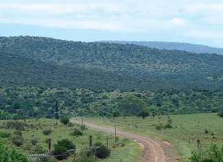 Roses from the Karoo