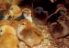 day-old-chicks