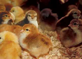 day-old-chicks