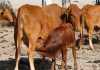 Livestock diseases: Tuberculosis tuberculosis-cattle