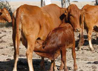 tuberculosis-cattle