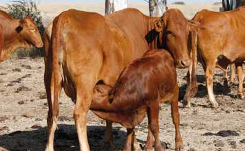 tuberculosis-cattle