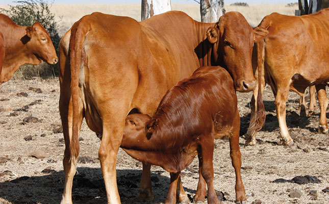 Livestock diseases: Tuberculosis Livestock diseases: Tuberculosis
