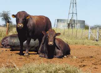 bonsmara cattle