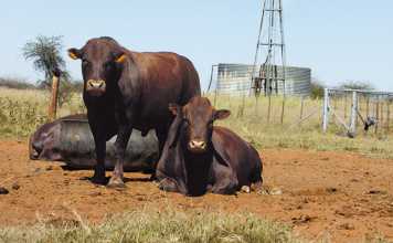 bonsmara cattle