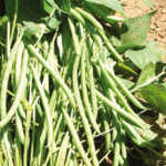 History of the green bean crop