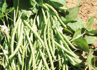History of the green bean crop