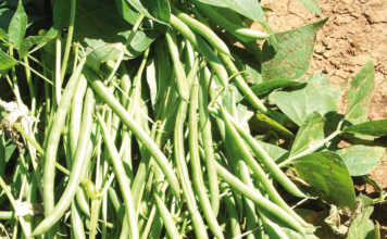 History of the green bean crop