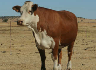 Braford Cow