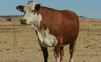 Braford Cow