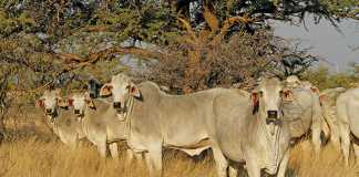 brahman-cattle-breed