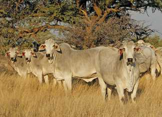 brahman-cattle-breed