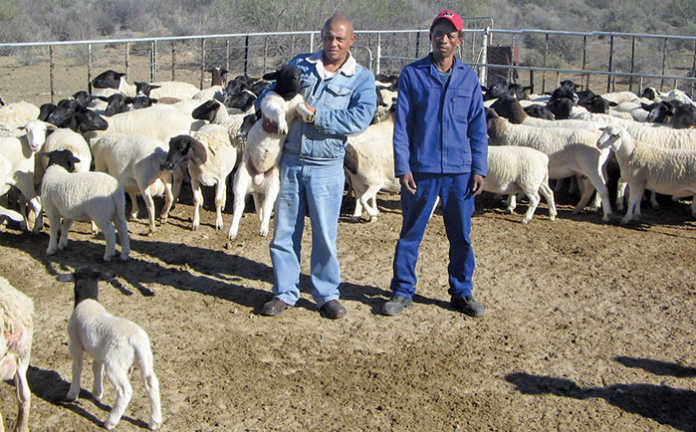 Northern Cape's mentorship success!