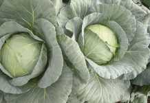 Why cabbage should be your first choice Why cabbage should be your first choice