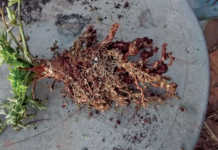 Making monoculture work Making mono-culture work