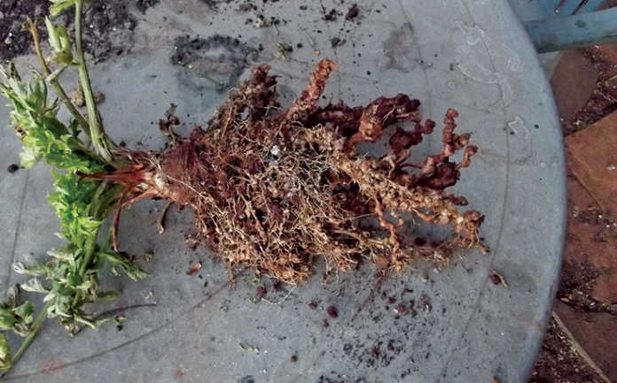 Making mono-culture work