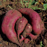 How to plant and harvest a sweet potato crop
